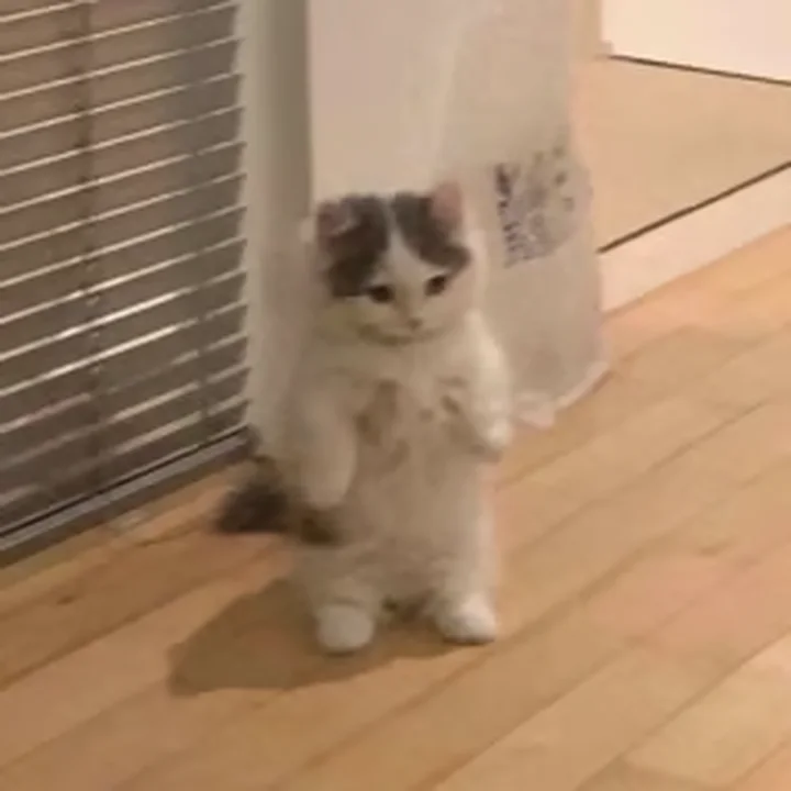 Michi standing on two legs